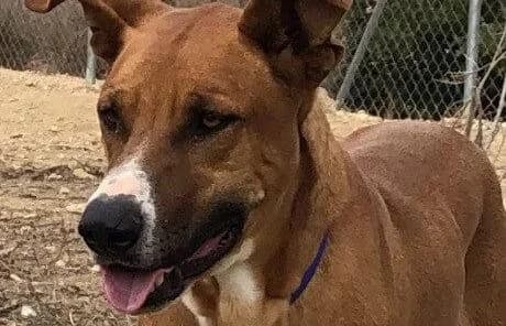 Geronimo, male Mixed Breed for adoption at Animal Happyend, Animal Happyend photo 4