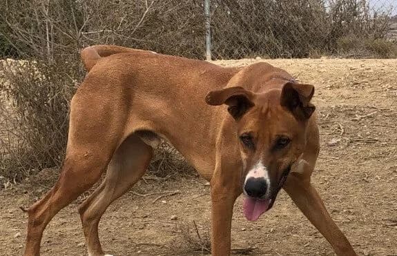 Geronimo, male Mixed Breed for adoption at Animal Happyend, Animal Happyend photo 5