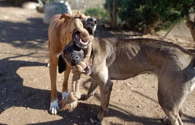 Geronimo, male Mixed Breed for adoption at Animal Happyend, Animal Happyend photo 6