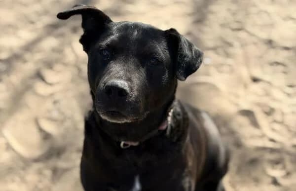 Gizi-3, female senior Mixed Breed for adoption at Animal Happyend, Animal Happyend