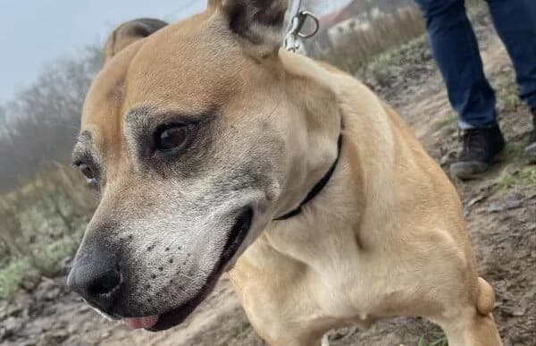 Godiva, female senior Mastiff for adoption at Animal Happyend, Animal Happyend