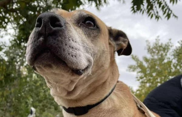 Godiva, female senior Mastiff for adoption at Animal Happyend, Animal Happyend