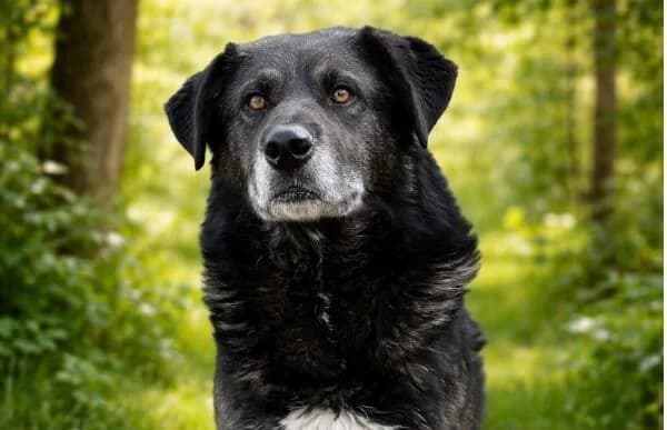 Goran, male senior Mixed Breed for adoption at Animal Happyend, Animal Happyend