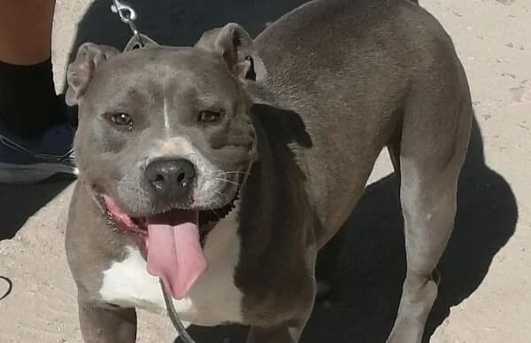 Goya, male senior mixed breed for adoption at Animal Happyend, Animal Happyend