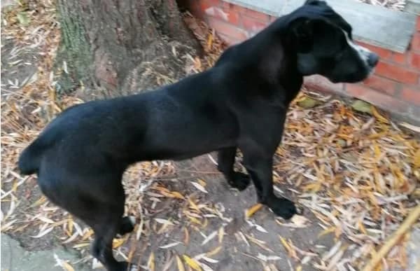 Graf Poldi, male young mixed breed for adoption at Animal Happyend, Animal Happyend