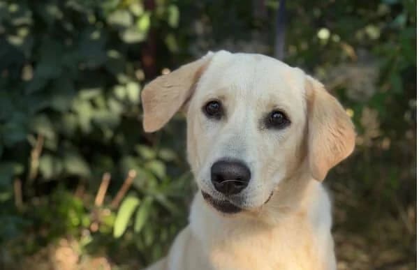 Hakim, male young Mixed Breed for adoption at Animal Happyend, Animal Happyend