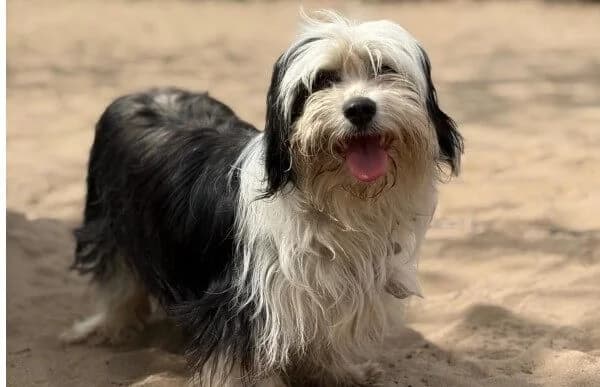 Hanka, female Mixed Breed for adoption at Animal Happyend, Animal Happyend