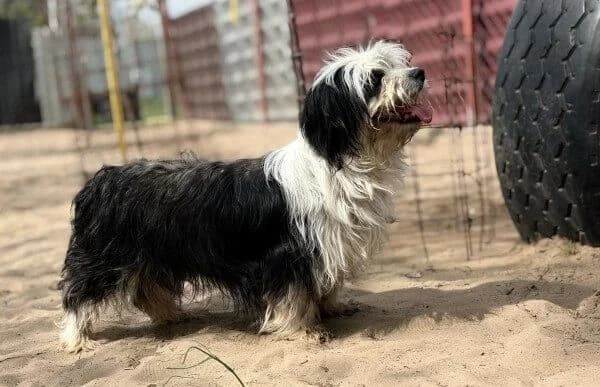 Hanka, female Mixed Breed for adoption at Animal Happyend, Animal Happyend — photo 2 of 4