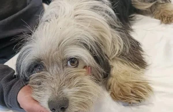 Hanka, female Mixed Breed for adoption at Animal Happyend, Animal Happyend — photo 3 of 4