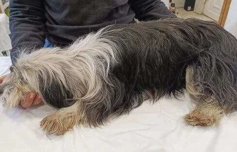 Hanka, female Mixed Breed for adoption at Animal Happyend, Animal Happyend — photo 4 of 4