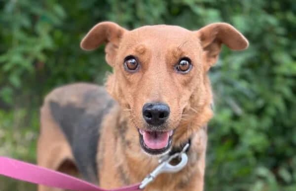 Haya-5, female senior Mixed Breed for adoption at Animal Happyend, Animal Happyend