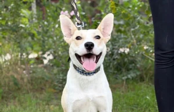Hedvig, female young English Bulldog for adoption at Animal Happyend, Animal Happyend