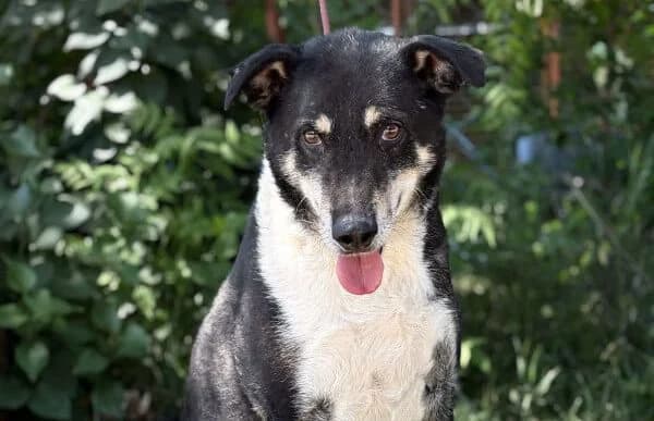 Heinrich, male senior Mixed Breed for adoption at Animal Happyend, Animal Happyend