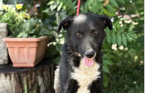 Helmond, Mixed Breed (Animal Happyend)