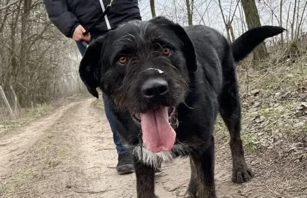 Helmut, male 7yo Mixed Breed for adoption at Animal Happyend, Animal Happyend