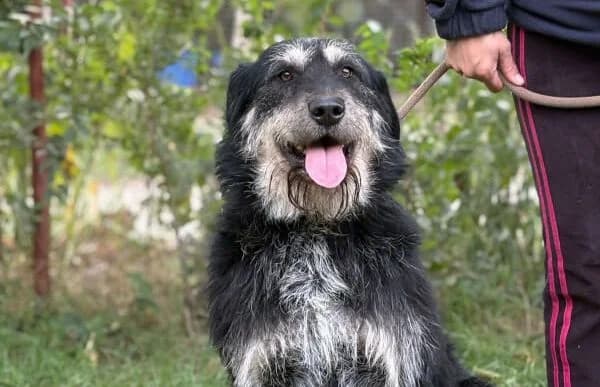 Hermiusz (Hund des Monats April 2026), male 6yo Mixed Breed for adoption at Animal Happyend, Animal Happyend