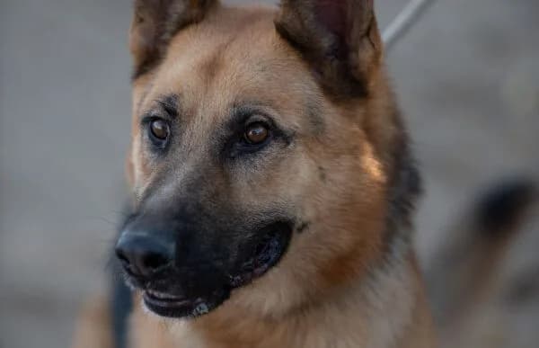 Herold (Hund des Monats Juni 2025), male 5yo mixed breed for adoption at Animal Happyend, Animal Happyend