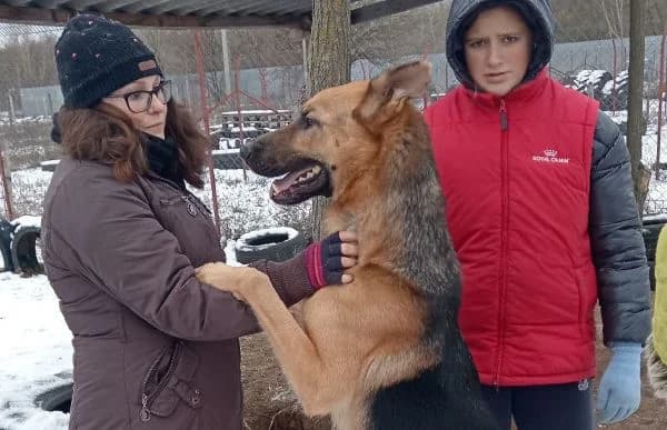 Herold (Hund des Monats Juni 2025), male 6yo mixed breed for adoption at Animal Happyend, Animal Happyend