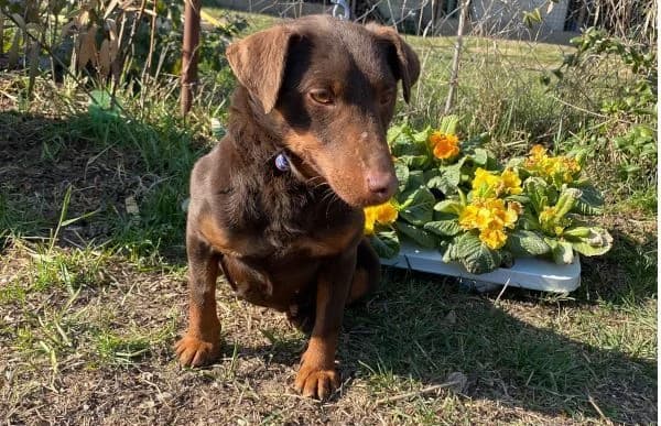 Hina-2, female Mixed Breed for adoption at Animal Happyend, Animal Happyend photo 2