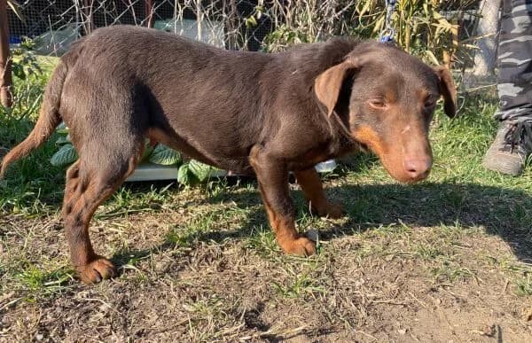 Hina-2, female Mixed Breed for adoption at Animal Happyend, Animal Happyend photo 3