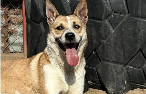 Honorka, female Mixed Breed for adoption at Animal Happyend