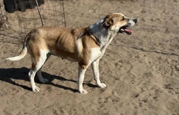 Honorka, female Mixed Breed for adoption at Animal Happyend, Animal Happyend photo 2