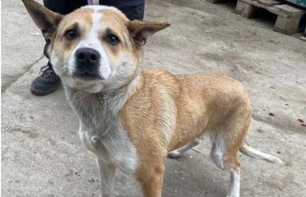 Honorka, female Mixed Breed for adoption at Animal Happyend, Animal Happyend photo 3