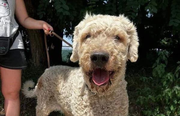 Hubi, male Komondor for adoption at Animal Happyend