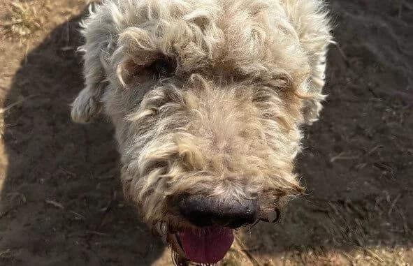 Hubi, male Komondor for adoption at Animal Happyend, Animal Happyend photo 2