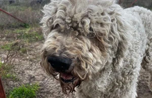 Hubi, male Komondor for adoption at Animal Happyend, Animal Happyend photo 3