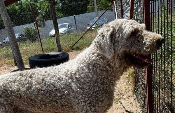 Hubi, male Komondor for adoption at Animal Happyend, Animal Happyend photo 4