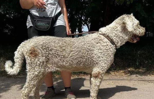 Hubi, male Komondor for adoption at Animal Happyend, Animal Happyend photo 5