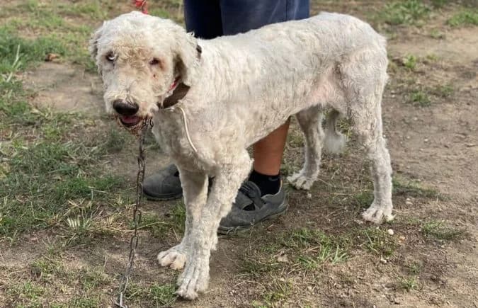 Hubi, male Komondor for adoption at Animal Happyend, Animal Happyend photo 6
