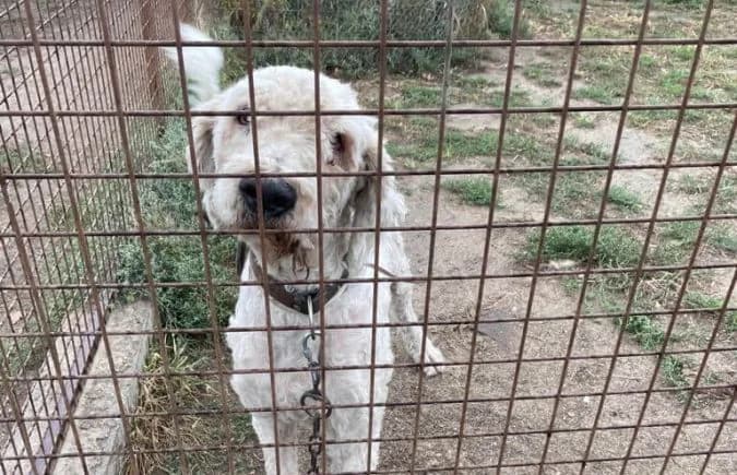 Hubi, male Komondor for adoption at Animal Happyend, Animal Happyend photo 7