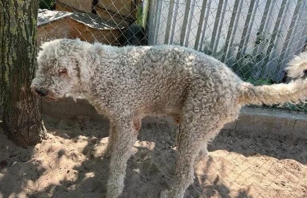 Hubi, male Komondor for adoption at Animal Happyend, Animal Happyend photo 8