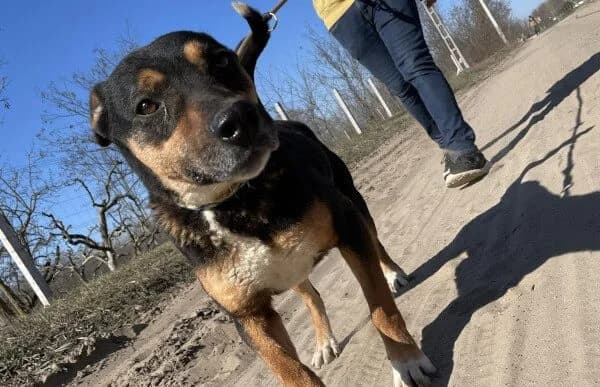 Hugi-4, female Mixed Breed for adoption at Animal Happyend