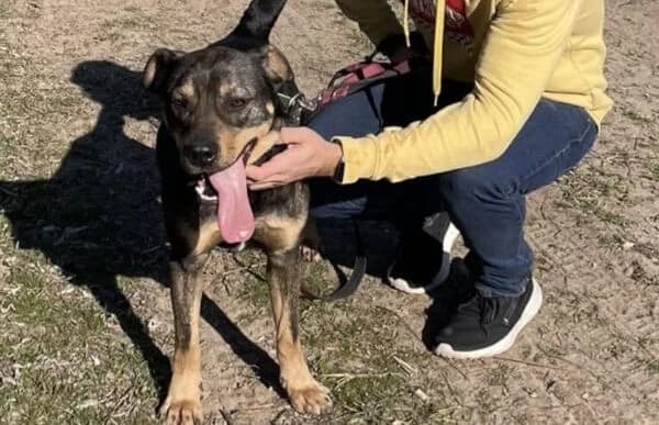 Hugi-4, female Mixed Breed for adoption at Animal Happyend, Animal Happyend photo 3