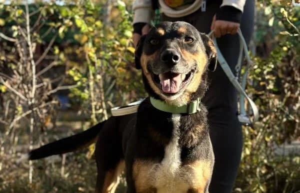 Hugi-4, female Mixed Breed for adoption at Animal Happyend, Animal Happyend photo 4