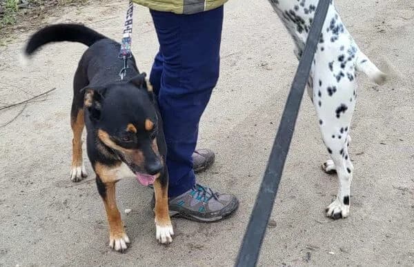 Hugi-4, female Mixed Breed for adoption at Animal Happyend, Animal Happyend photo 5