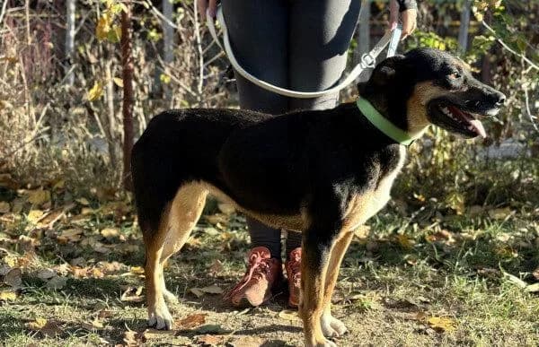 Hugi-4, female Mixed Breed for adoption at Animal Happyend, Animal Happyend photo 6