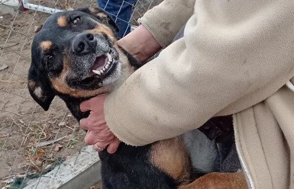 Hugi-4, female Mixed Breed for adoption at Animal Happyend, Animal Happyend photo 7