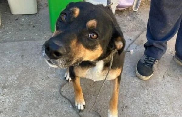 Hugi-4, female Mixed Breed for adoption at Animal Happyend, Animal Happyend photo 8