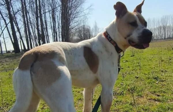 Ikarosz, male 6yo mixed breed for adoption at Animal Happyend, Animal Happyend