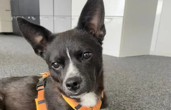 Imani, female Mixed Breed for adoption at Animal Happyend