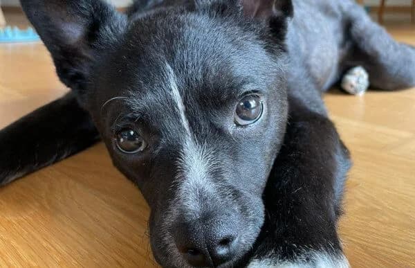 Imani, female Mixed Breed for adoption at Animal Happyend, Animal Happyend photo 2