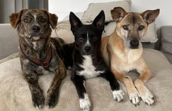 Imani, female Mixed Breed for adoption at Animal Happyend, Animal Happyend photo 3