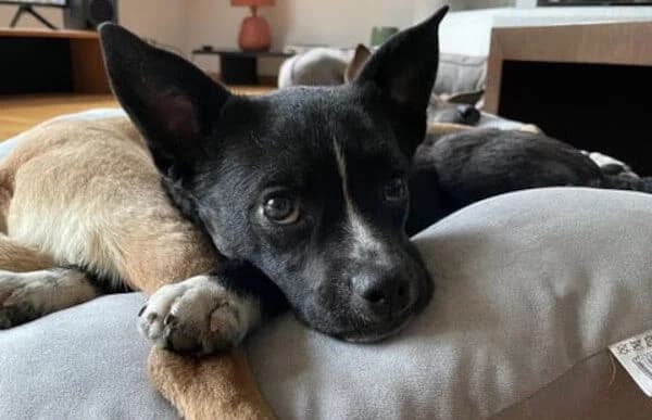 Imani, female Mixed Breed for adoption at Animal Happyend, Animal Happyend photo 4