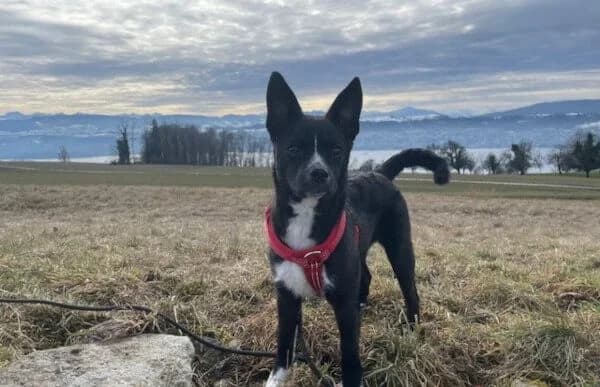 Imani, female Mixed Breed for adoption at Animal Happyend, Animal Happyend photo 5