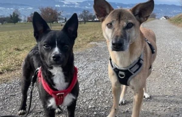 Imani, female Mixed Breed for adoption at Animal Happyend, Animal Happyend photo 6