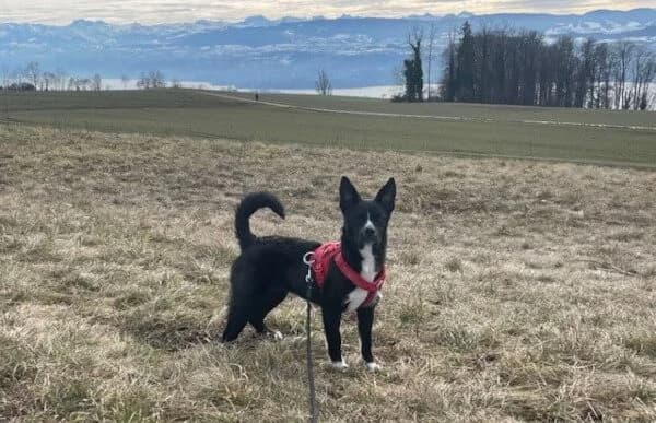 Imani, female Mixed Breed for adoption at Animal Happyend, Animal Happyend photo 7